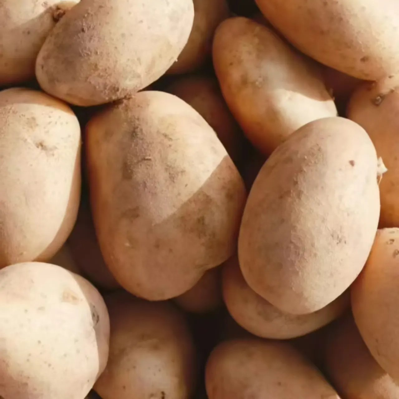 Fresh Potatoes, High Quality and Low Price, specialized in Exporting Wholesaler Potatoes
