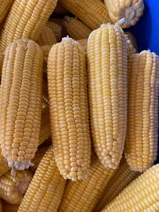 Granos de Maíz Amarillo Congelados de Primera Calidad, Maíz Dulce Natural para Distribuidores Globales, Venta al por Mayor a Granel, Estándar de Servicio de Alimentos - Product Image 5