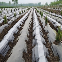 Noir Transparent PE Paillis agricole Rouleau de film résistant aux UV Heat-Retaining Moisture-Retaining avec perforation