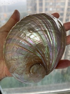 Véritables coquilles d'ormeau adaptées aux projets d'art placage de fruits de mer à la maison et paramètres de thème côtier - Product Image 3