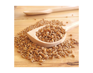 Céréales de blé entier de qualité supérieure pour la consommation humaine – Grains de blé d'Argentine à vendre |   Acheter des grains de blé - Product Image 6