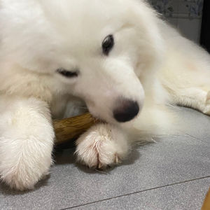 כלב בר קיימא ליטוש כלבים טבעי בריא אמיתי קפה עץ עמיד ארוך עמיד לעיסה עבור גורים כלבים m. jennie - Product Image 5