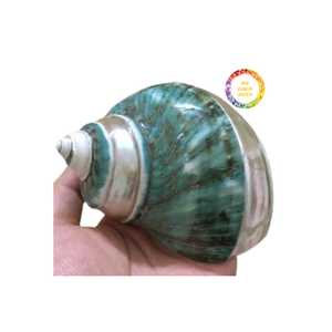 Conchas marinas pulidas y conchas de Caracol ecológicas, decoración costera natural para el hogar y el acuario - Product Image 3