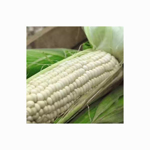 Maíz blanco de alta calidad/Maíz para alimentación animal/Proveedores de maíz amarillo-blanco a granel - Product Image 5