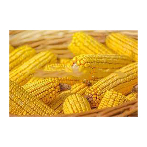 Maïs jaune OEM non Ogmo Vente en gros fabricant haut nouveau meilleur matériel avec des tarifs bon marché - Product Image 4