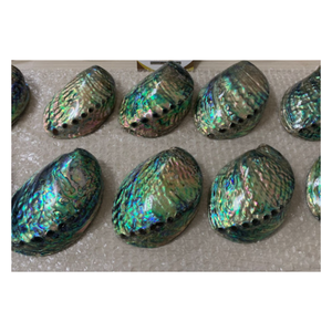 Coquille d'ormeau polie, coquille de nacre naturelle pour l'art et l'incrustation de résine - Product Image 3