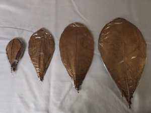 Haute qualité 100% séché Terminalia Catappa indien feuilles d'amande saine Bettas nourriture pour poisson pour accessoires d'aquarium - Product Image 6