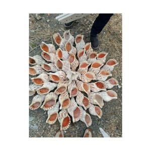 Conchas de trompeta oceánica de Vietnam para bodas en la playa, configuración de Acuario, decoración interior costera y uso de caja de regalo - Product Image 5