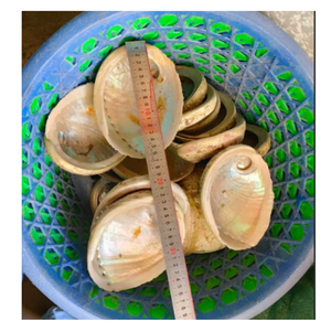 Coquille d'ormeau polie, coquille de nacre naturelle pour l'art et l'incrustation de résine - Product Image 5