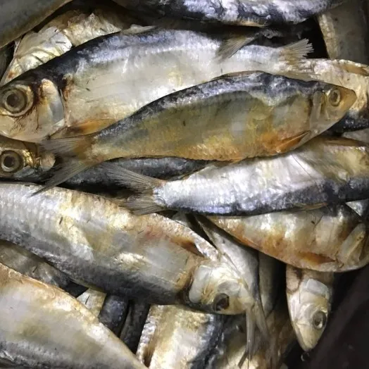 विशेष स्मोक्ड मछली सिर सूखे नमकीन कॉड सूखी Stockfish हेरिंग मछली के साथ बिक्री के लिए उच्च मानक Akina