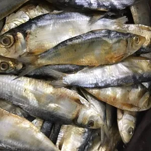 Spezieller geräucherter Fisch kopf getrockneter gesalzener Kabeljau Trockener Stock fisch Hering fisch zum Verkauf mit High Standard Akina