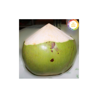 Premium Vietnam Vers Kokosnoot Natuurlijk Tropisch Fruit Voor Culinair Gebruik Sapdranken En Internationale Groothandel Exportaanbod