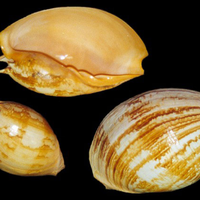 HOT HIT GRANDE TAILLE MELO MELO SHELL - VOLUTE NOBLE SHELL SEASHELL POUR DÉCORATION PRÊT À EXPORTER