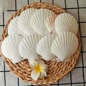 Blanco Natural 2-3 pulgadas pulido vieiras conchas multifuncionales DIY artesanía materiales sirena boda Navidad cruda técnica - Product Image 5