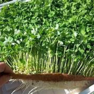 Estera de cultivo de fibra de coco Microgreen ecológica para maceta y jardín Material sostenible para el desarrollo de plantas - Product Image 2
