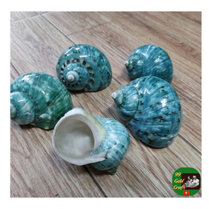 Coquille de conque en gros, coquille de conque polie naturelle, fournisseur de coque turbo décorative pour aquarium, artisanat et décoration de la maison - Product Image 5