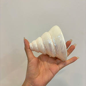 เปลือกหอยวัวสีขาวขนาดใหญ่แบบเวียดนามเปลือกวัวสีเหลืองสีม่วงราคาไม่แพงขายส่งข้อมูล99ทอง - Product Image 3