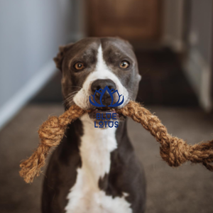 Corde de coco de qualité supérieure à mâcher-Fourniture OEM acceptée - Product Image 1