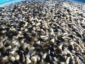 SETA PAJA SECADA AL SOL/LIGERAMENTE SALADA/ETIQUETA LIMPIA/LISTO PARA COCINAR - Product Image 3