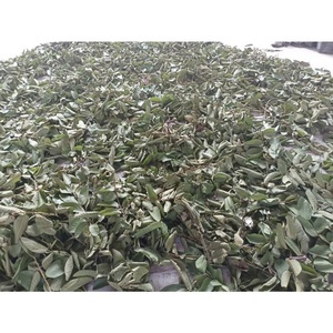 ใบฝรั่งแห้งธรรมชาติ จำนวนมาก วัตถุดิบชาดิบ สำหรับชาใบแห้งอัดแท่ง ชาใบหลวม โรงงานโดยตรงจากเวียดนาม - Product Image 2