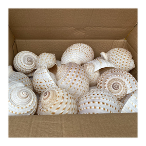 Coquille de cauri naturelle à vendre Coquilles de cauri blanches vides et propres séchées Coquillages en gros pour créateurs de bijoux et magasins de perles - Product Image 1