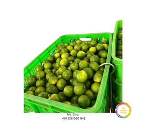 Proveedor de Limas Verdes Sin Semillas, Fruta Cítrica Fresca - Product Image 5