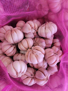 กระเทียมแห้งเวียดนาม อันเจียง 100% ธรรมชาติ อายุการเก็บรักษา 12 เดือน พร้อมใช้ มาตรฐานส่งออก สำหรับขายส่ง - Product Image 6