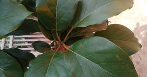 ใบอะโวคาโดอบแห้งเกรดพรีเมียมสำหรับเครื่องดื่มชาและวัตถุดิบอาหาร - Product Image 2