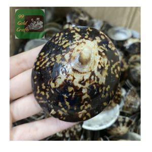 COQUILLES DE LIMPETTES LISSES ET BRILLANTES FABRIQUÉES À LA MAIN AU VIETNAM POUR L'ART DE BIJOUX, LA CONCEPTION EN RÉSINE ET LES MÈRES ALLAITEUSES - Product Image 1