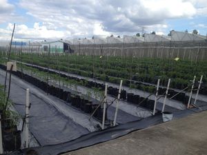 Film de paillage agricole en plastique de type extrusion et moulage à rouleaux CENPLAS CT-M001 Noir de Ho Chi Minh City Service OEM - Product Image 4