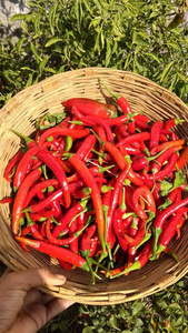 Excellent Seasoning Vietnam <b>Red</b> <b>Hot</b> Whole Chillies Stalkless Chili Spice Ensuring Food Safety and Hygiene Holiday - Product Image 3
