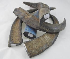 Buena calidad vaca/buey y Punta de cuerno de búfalo fabricante calidad Natural de placa de cuerno para agua puntas de cuerno de búfalo y rollo y - Product Image 6