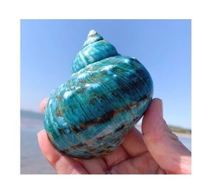 Conchas Turbo verdes vietnamitas-Jade Turbo Steno gyrus Shells-Conchas para manualidades-Decoración de bodas en la playa para exportar - Product Image 1