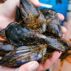 Cozze Surgelate di Alta Qualità, Sapore Naturale, Frutti di Mare Freschi, Fornitura all'Ingrosso per Hotel, Ristoranti e Mercati Globali di Frutti di Mare - Product Image 3