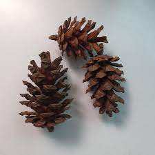 Decoración rústica de piña Simple Natural y atemporal Mejora de interiores de vacaciones Exhibiciones de temporada y acogedores eventos de invierno - Product Image 2