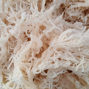 Top Export Quality Seamoss | Eucheuma Cottonii <b>Raw</b> Material - Product Image 1