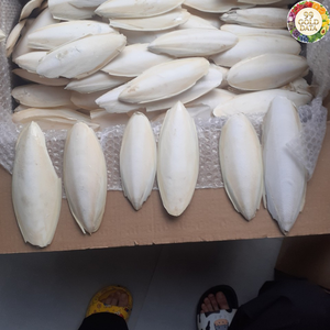 Matériel marin séché propre Os de seiche du Vietnam Idéal pour les accessoires pour animaux de compagnie et la production artisanale - Product Image 2