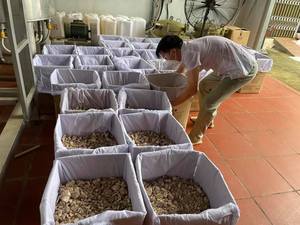 Résine de benjoin siam de haute qualité pour huile essentielle - Product Image 3