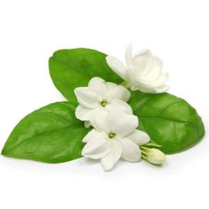 Aceite esencial de jazmín Grandiflorum de fábrica de fabricante al por mayor 100% aceite esencial de jazmín Grandiflorum de calidad superior puro y natural - Product Image 6