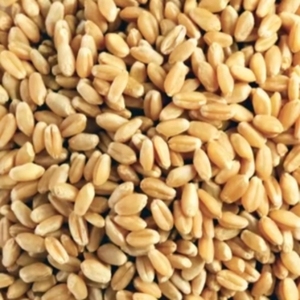Grains de blé 100% purs, graines de blé commun pour la transformation alimentaire et l'alimentation animale, à vendre - Product Image 1