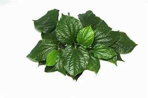 PUR CONGELÉ PIPER LOTLOT FEUILLE ÉTIQUETTE PROPRE NATURELLE À BASE DE PLANTES À BASE D'HERBES SOUTIEN IMMUNITAIRE DÉTOX - Product Image 6