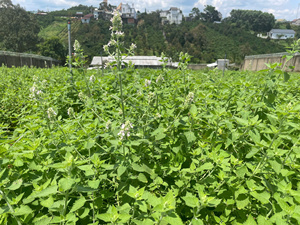 ผงใบแคทนิปแบบหยาบบรรจุในซองเล็ก รูปแบบของเล่น ทำจาก VIET NAM HOANG LINH SG บรรจุในกล่องสำหรับใช้ในบ้าน - Product Image 3