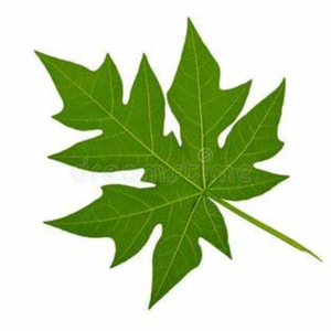 Feuilles de papaye naturellement séchées au soleil: des fermes durables à votre routine de bien-être - Product Image 3