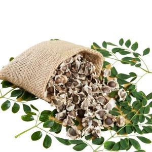 Semillas de Moringa Oleifera Orgánicas Premium Secas, 100% Naturales a Granel, Alto Contenido de Aceite (35-40%) para Uso Cosmético Herbal y Agrícola - Product Image 6