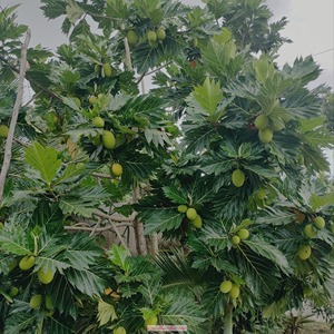 Polvo de fruta de pan puro al mejor precio, polvo de fruta de pan al por mayor de alta calidad producido en una fábrica de confianza - Product Image 6