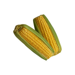 Maïs jaune pour l'alimentation humaine et animale Maïs jaune pour l'alimentation des volailles Nouvelle récolte - Product Image 3