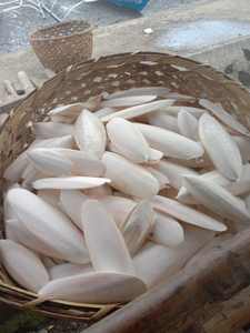 Cuttlefish Bone Wholesale Vietnam Natural Dried Cuttlefish Bone Supplier Pet <b>Bird</b> Food Clean Calcium Export Factory Bulk <b>Supply</b> - Product Image 5