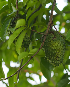 Hojas de Guanábana Secas Naturales para Té Saludable, Exportación - Product Image 6