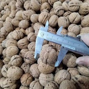 Venta al por mayor de nueces secas crudas orgánicas con cáscara fabricante de cáscara de nuez más barata suministro a granel bocadillo saludable Premium - Product Image 2