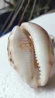 Coquillages de tigre taillés naturels sur mesure de taille 2.5 pouces idéaux pour être utilisés comme pendentifs par les créateurs de bijoux